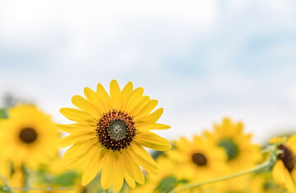 向日葵图片图片 图行天下素材网