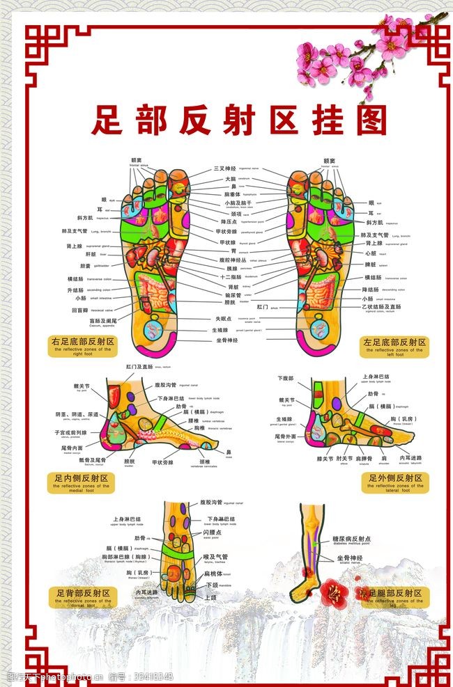 足部反射区图片图片 图行天下素材网