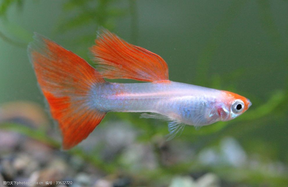 观赏鱼图片图片 图行天下素材网
