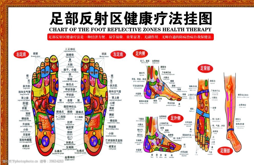 足部反射区图片图片 图行天下素材网