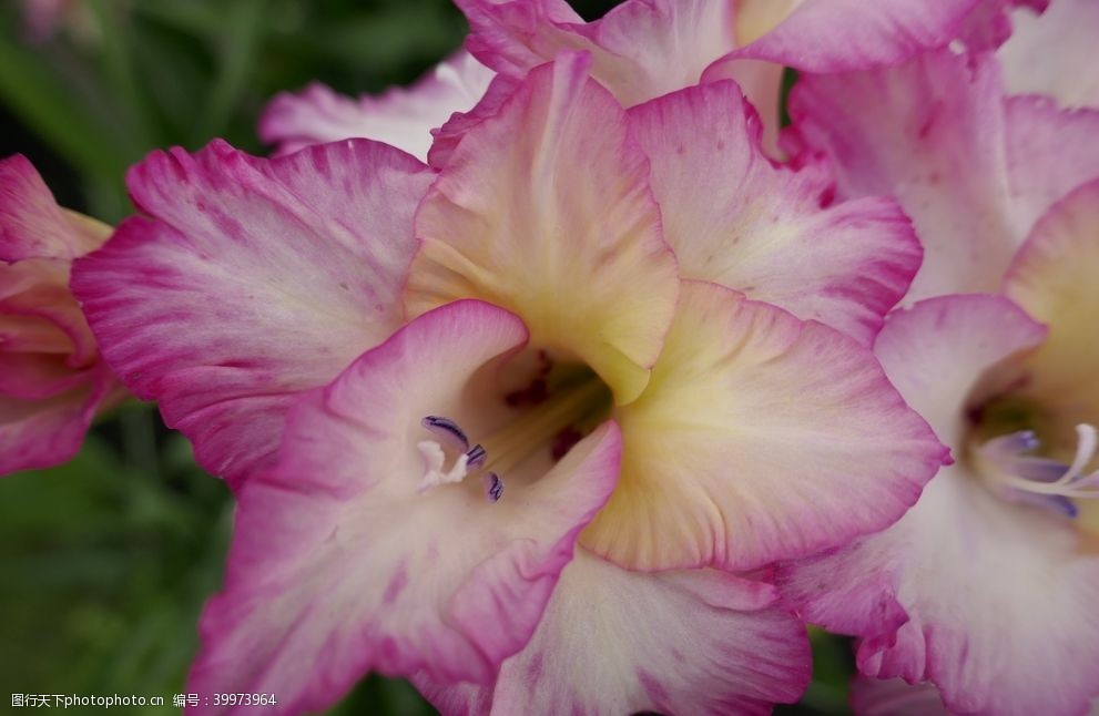 十样锦图片图片 图行天下素材网