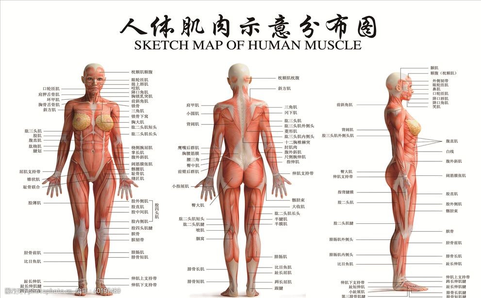 人体肌肉示意分布图图片图片 图行天下素材网